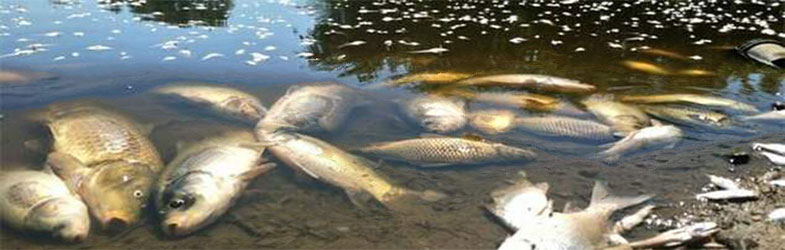 Загадување на водата