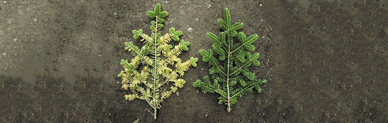 Кисели дождови